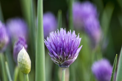 Close-up of purple crocus flowers