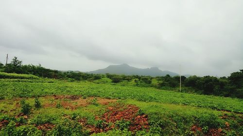 Scenic view of field against sky