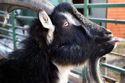 Close-up of black goat