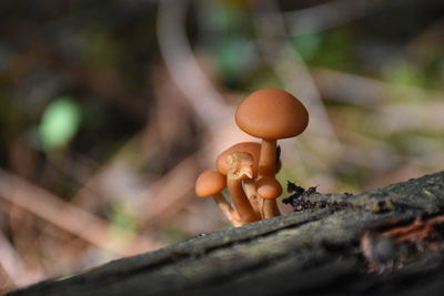 Close-up of mushrooms growing on tree trunk