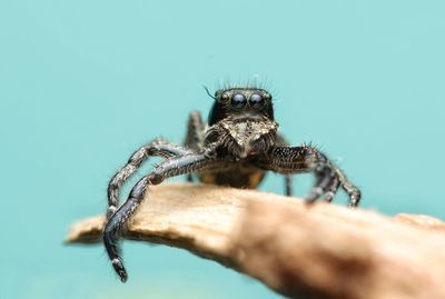 Close-up of spider on wood