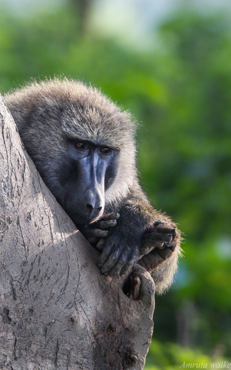 CLOSE-UP PORTRAIT OF A MONKEY ON TREE