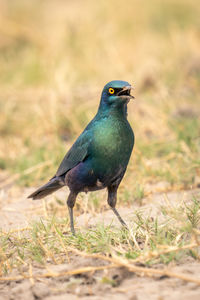 Close-up of bird perching on field