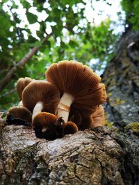 Close-up of mushrooms growing on tree trunk