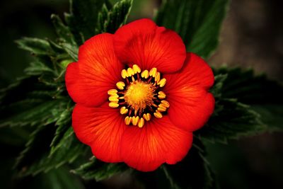 Close-up of red rose flower