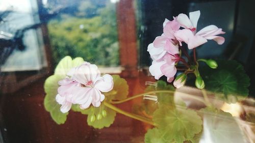 Close-up of pink flowers