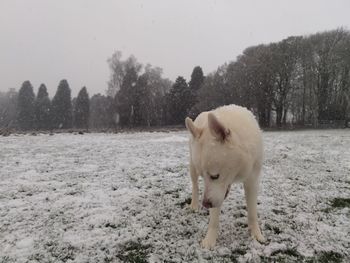 White horse on snow covered field