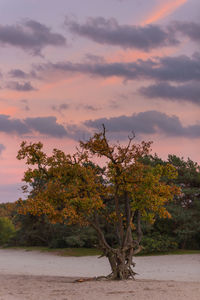 Trees on landscape against sky at sunset