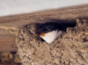 Close-up of owl perching on rock