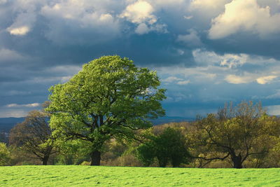 Trees on field against sky