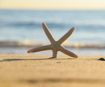 Close-up of driftwood on beach