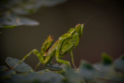 Close-up of insect on plant