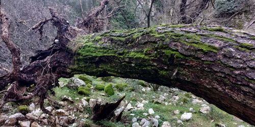 Scenic view of rocks in forest