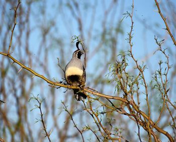 Low angle view of bird perching on branch