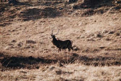 Side view of stag standing on field