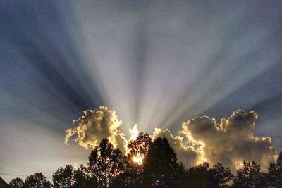 Low angle view of trees against sky