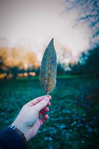 Close-up of hand holding leaf