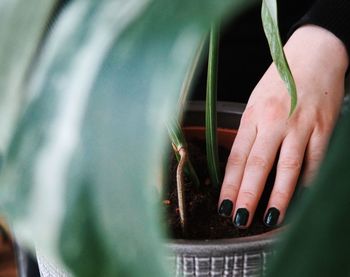 Close-up of hand on plant