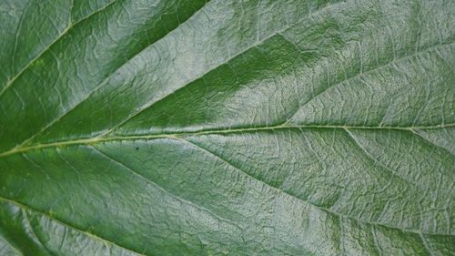 Full frame shot of leaf