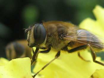 Close-up of bee pollinating on yellow flower