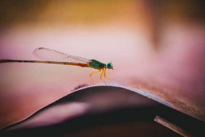 Close-up of insect