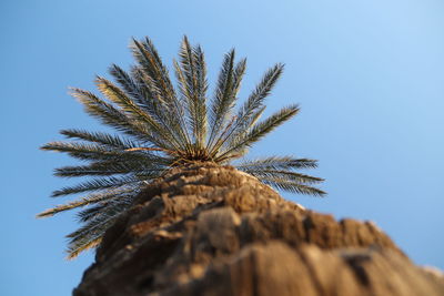 Low angle view of palm tree against blue sky
