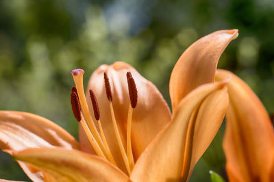 Close-up of red lily flowers in park