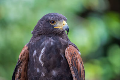 Close-up of eagle against blurred background