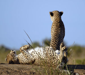 Cheetahs resting on field at forest