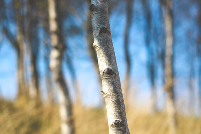 Close-up of bamboo tree trunk in field