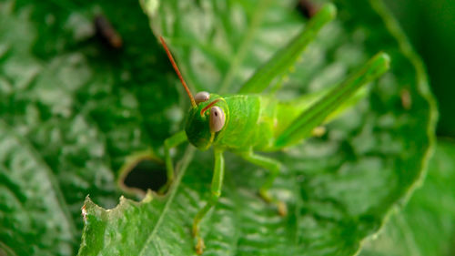 Close-up of snail on leaf