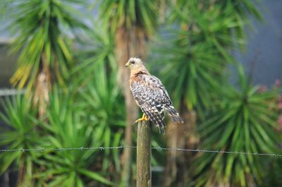 Small dog warning as a red shoulder hawk keeps watch over the greenspace in an orlando subdivision 