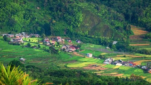 High angle view of agricultural field by houses and trees