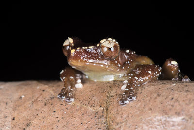 Close-up of a lizard over black background