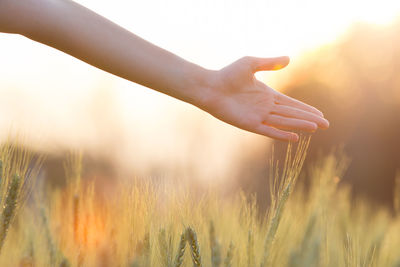Close-up of hand touching wheat field against sky during sunset