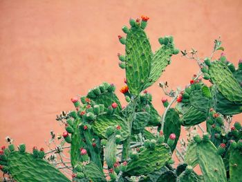 Close-up of prickly pear cactus growing against wall