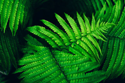 High angle view of fern leaves