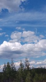 Low angle view of trees against sky