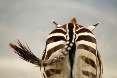 Rear view of zebra standing on field