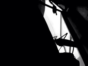 Silhouette of insect