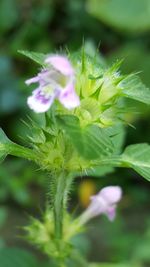 Close-up of flowers