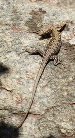 Close-up of lizard on rock