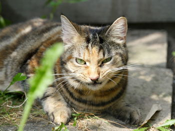 Close-up portrait of cat