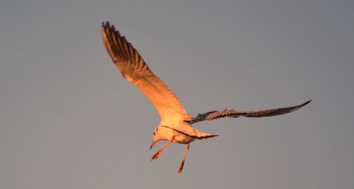 Low angle view of a bird flying