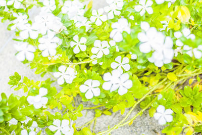 Close-up of white flowering plant