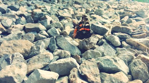 Close-up of ladybug on pebbles