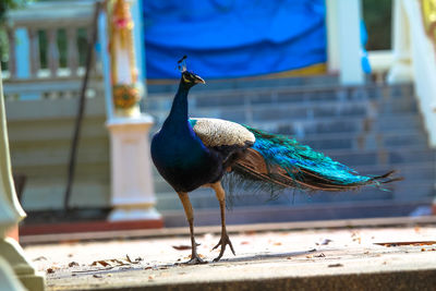 Close-up of peacock perching on a wall
