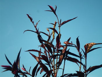 Low angle view of bare tree against clear blue sky