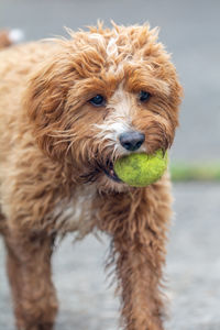 Cockapoo holding a ball