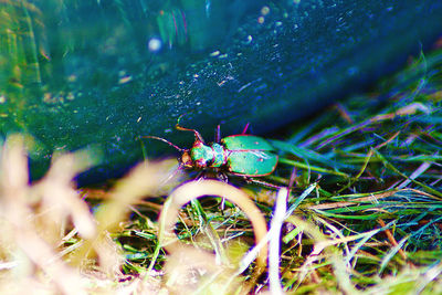 High angle view of insect on grass